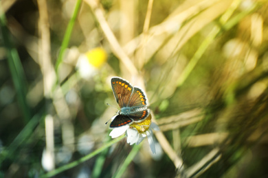 Photo of Beautiful Adonis blue butterfly on flower in field, closeup