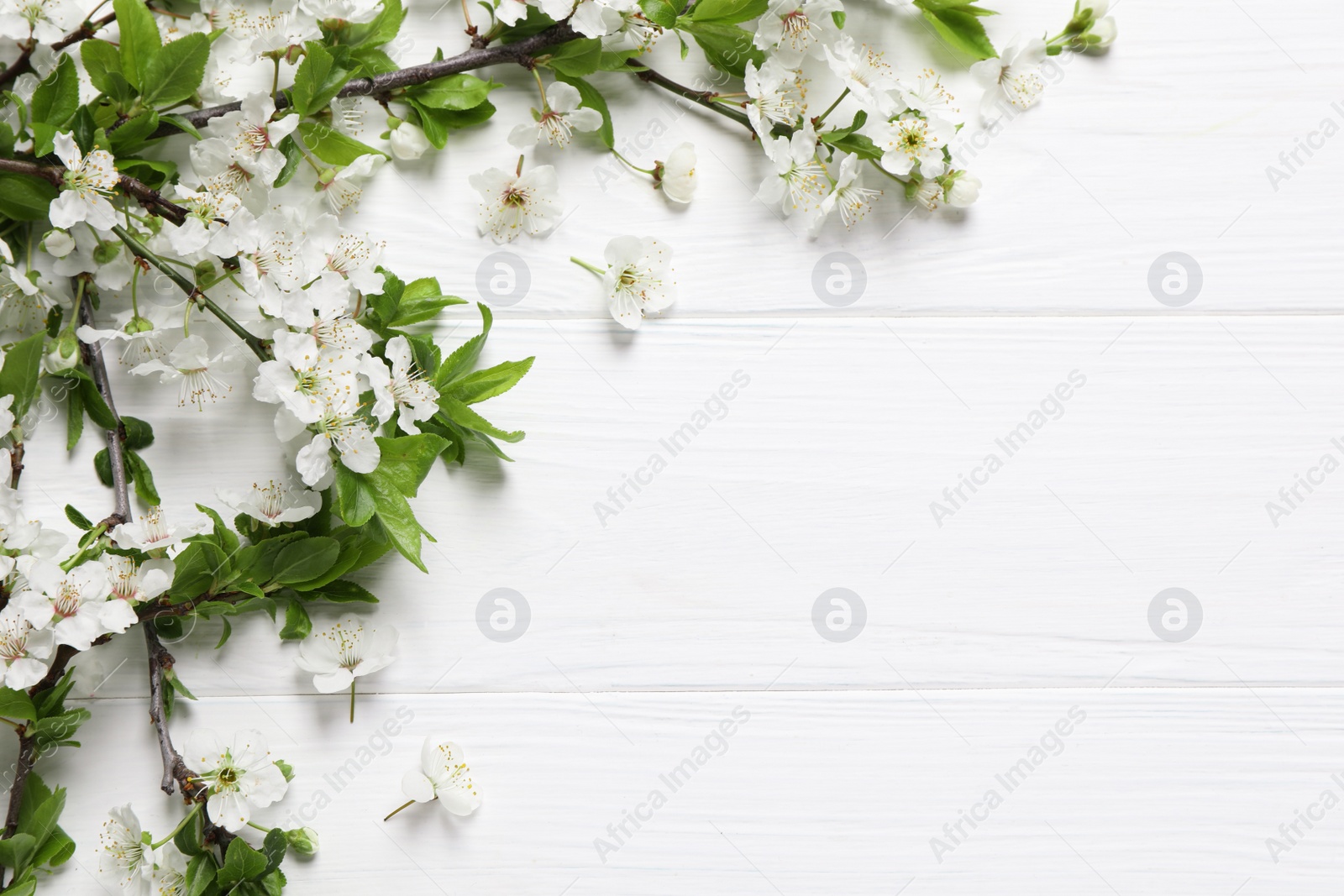 Photo of Cherry tree branches with beautiful blossoms on white wooden table, flat lay. Space for text