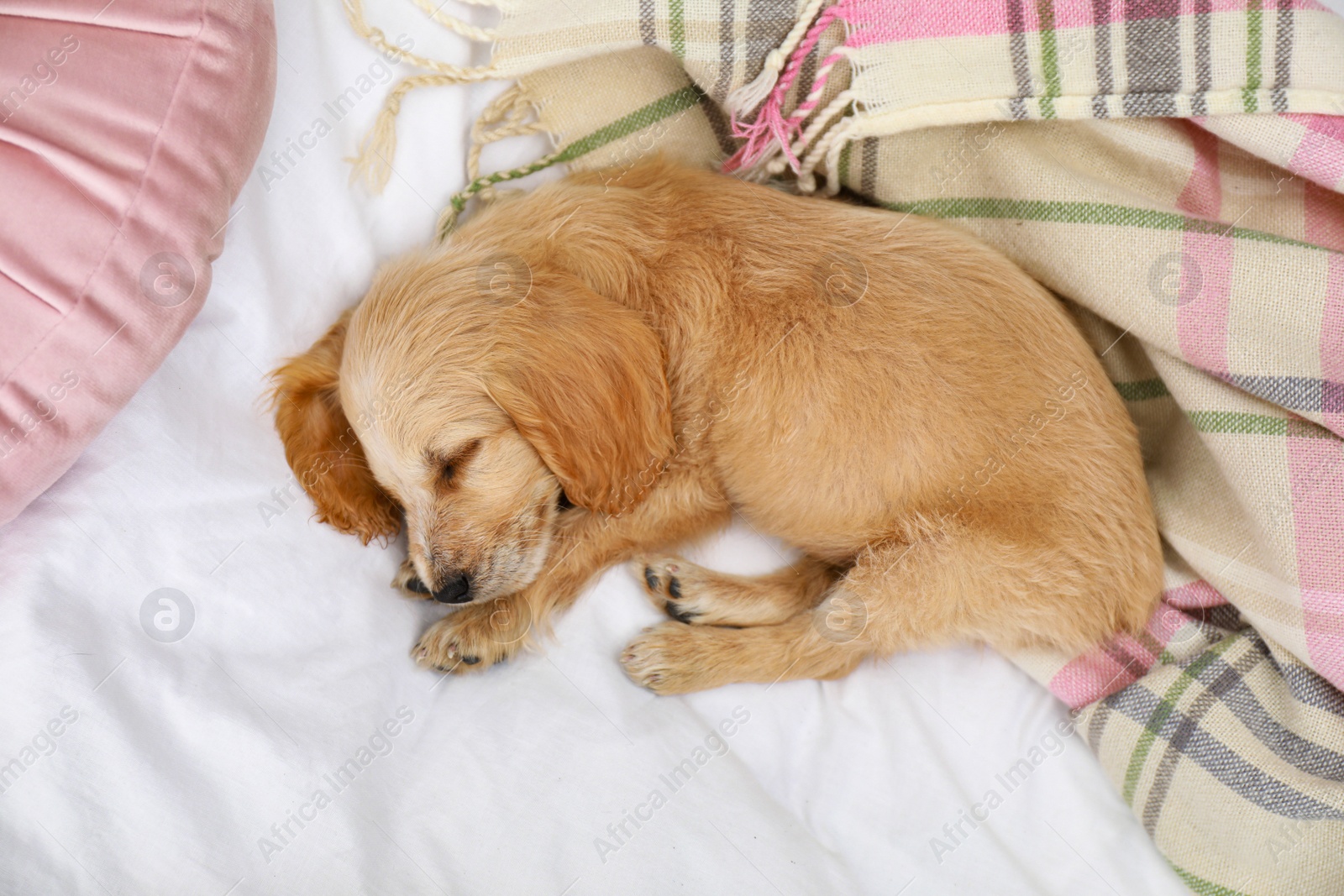 Photo of Cute English Cocker Spaniel puppy sleeping on bed, top view