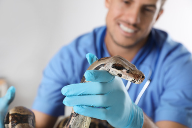 Photo of Male veterinarian examining boa constrictor in clinic, focus on hand
