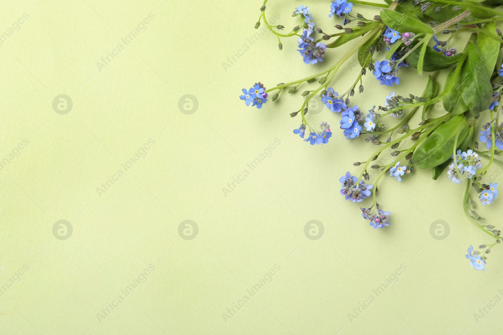 Photo of Beautiful blue forget-me-not flowers on light green background, flat lay. Space for text