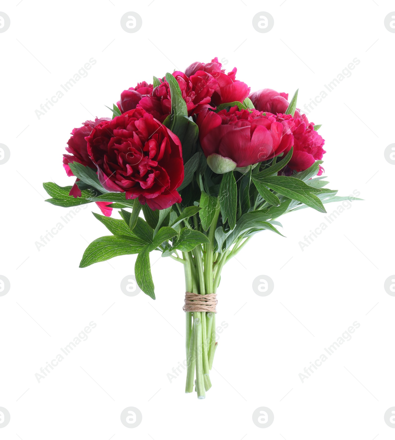 Photo of Bouquet of beautiful red peonies isolated on white