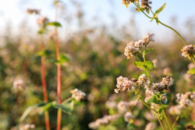 Photo of Beautiful blossoming buckwheat field on sunny day, closeup view