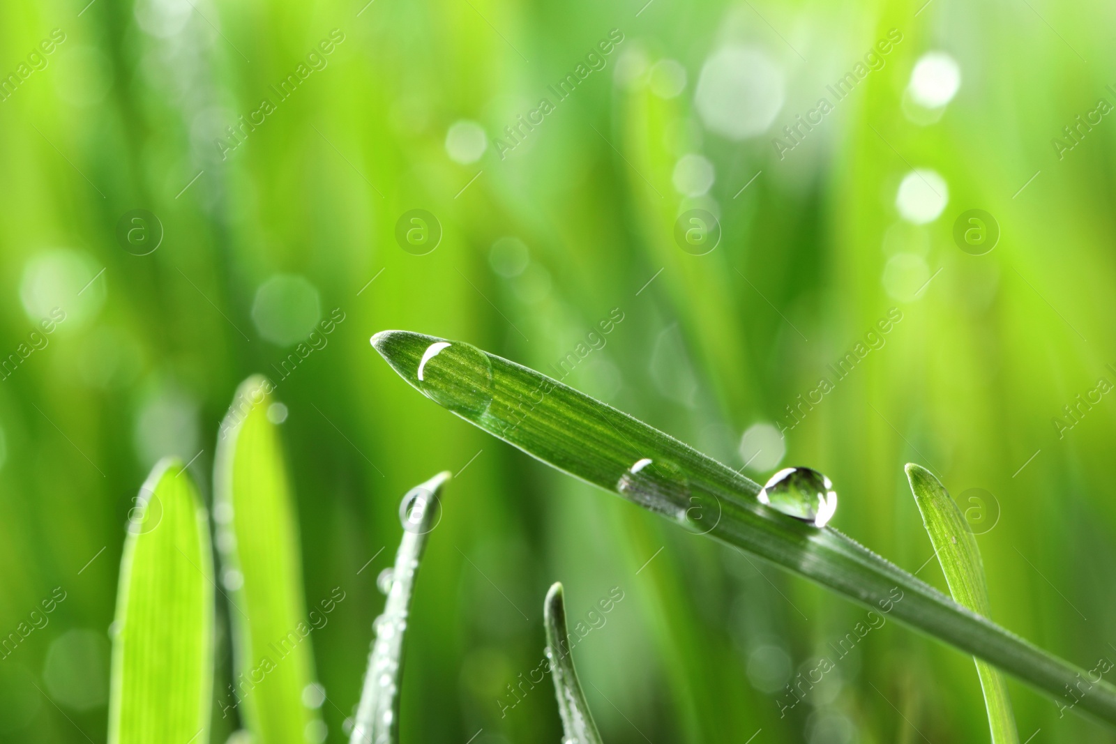 Photo of Water drops on grass blade against blurred background, closeup