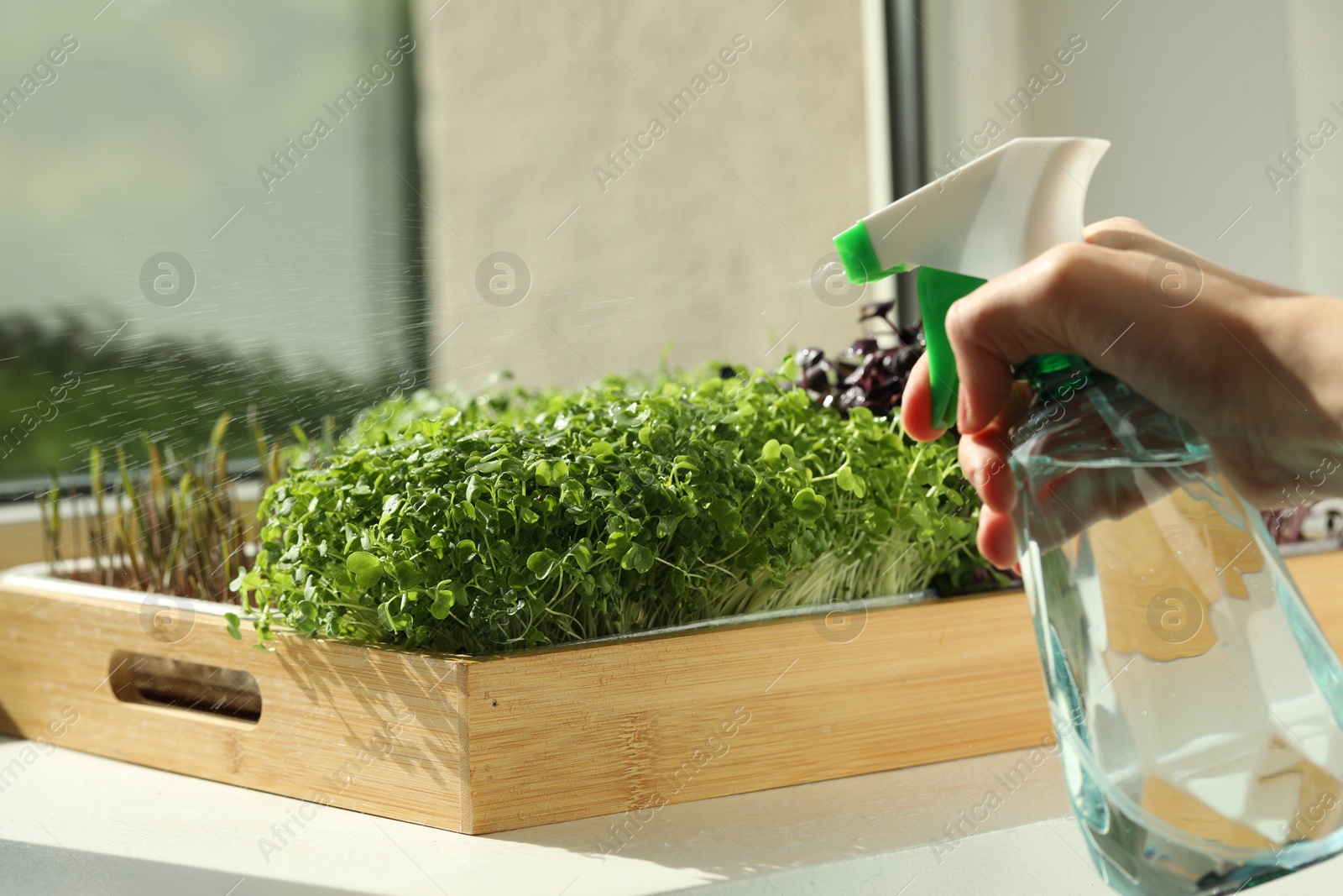 Photo of Woman spraying different fresh microgreens in wooden crate at windowsill indoors, closeup