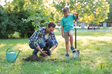 Dad and son planting tree in park on sunny day