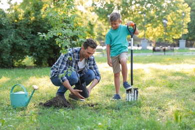 Photo of Dad and son planting tree in park on sunny day