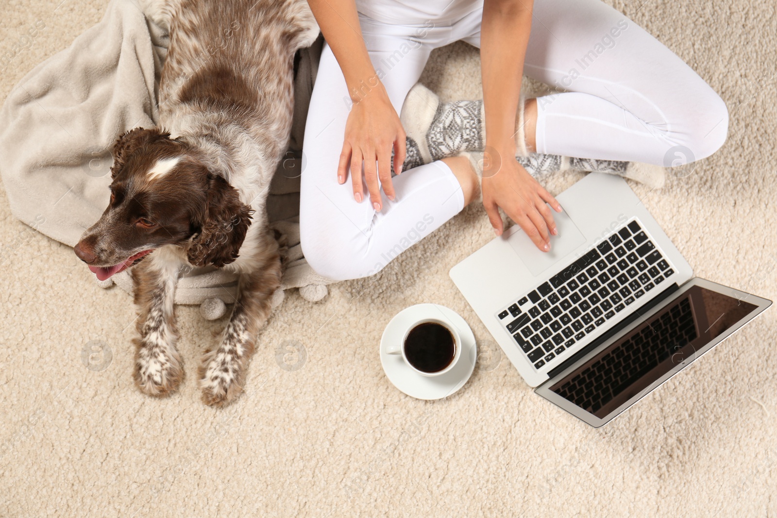 Photo of Top view of adorable Russian Spaniel with owner on light carpet, closeup