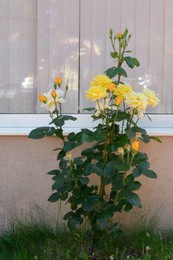 Beautiful blooming rose bush near building outdoors