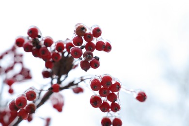 Photo of Tree with red berries in ice glaze outdoors on winter day, closeup. Space for text