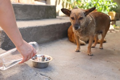 Photo of Woman giving stray dogs water outdoors, closeup. Heat stroke prevention