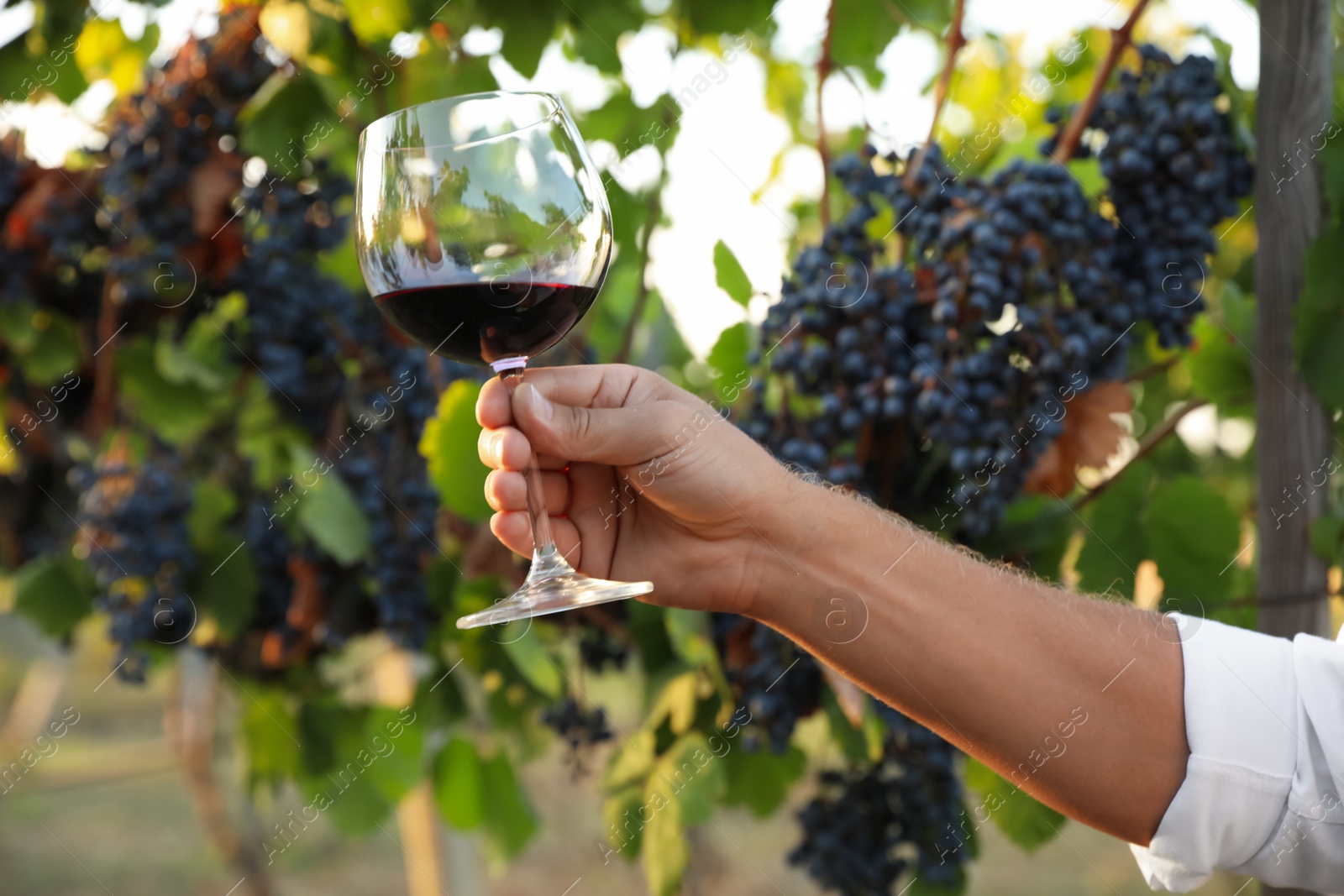 Photo of Man holding glass of wine in vineyard on sunny day, closeup