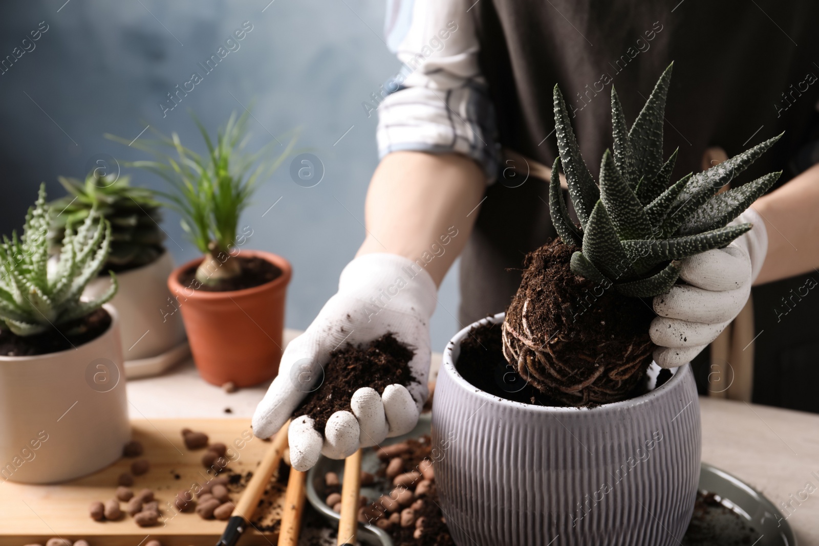 Photo of Woman transplanting Haworthia into pot at table indoors, closeup. House plant care