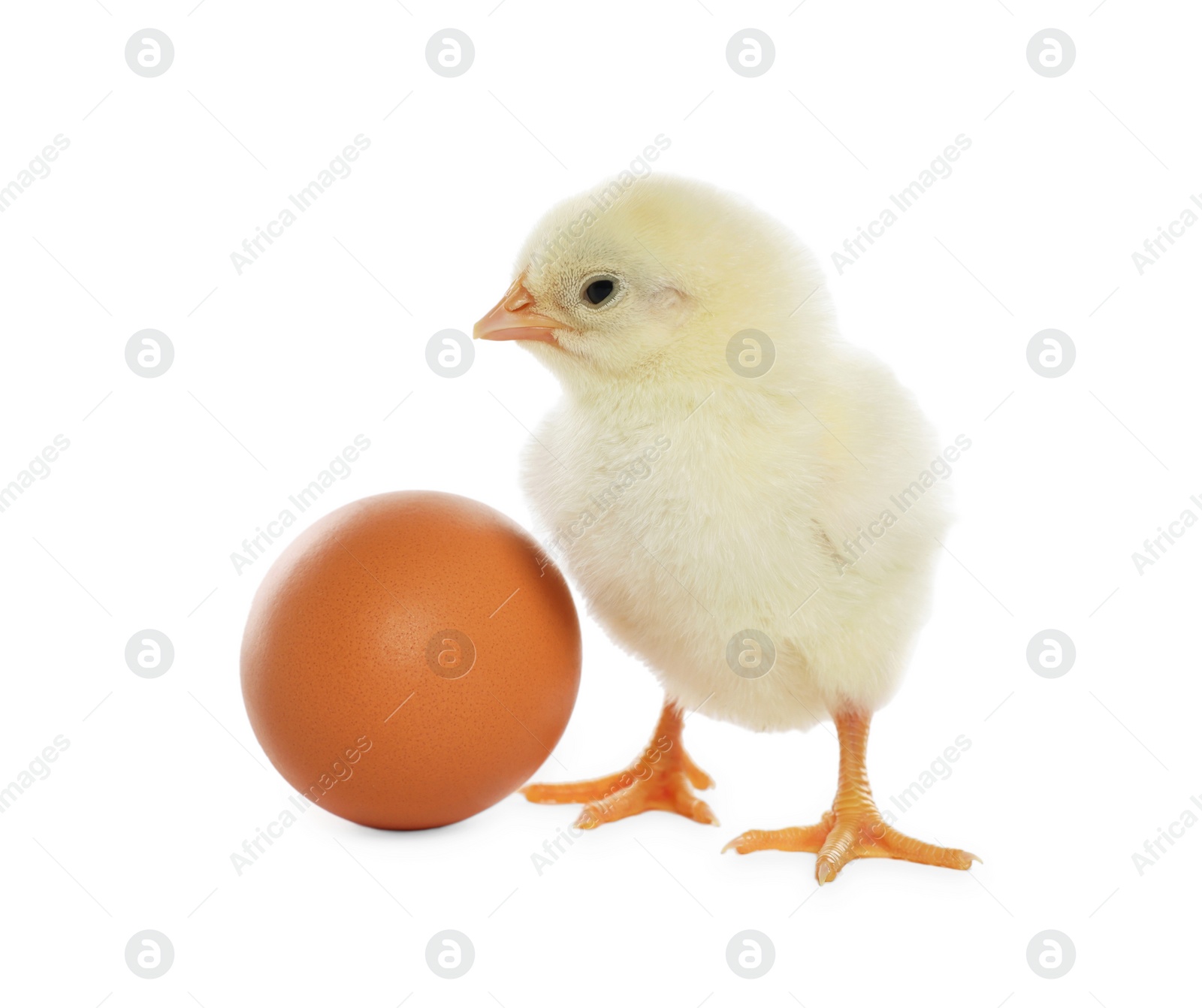 Photo of Cute chick and egg on white background. Baby animal