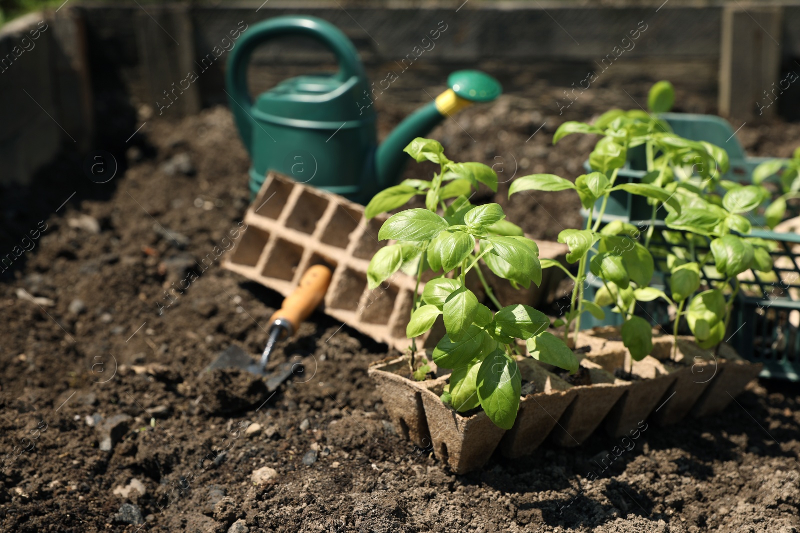 Photo of Beautiful seedlings in container prepared for transplanting on ground outdoors. Space for text