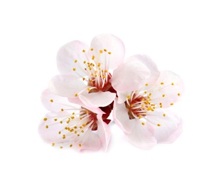 Photo of Beautiful apricot tree blossom on white background. Springtime