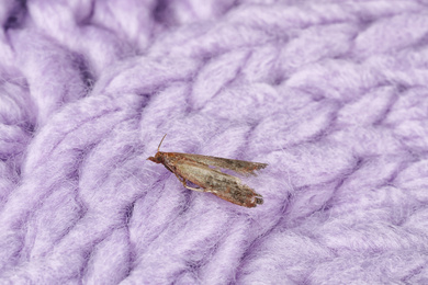 Photo of Common clothes moth (Tineola bisselliella) on violet knitted fabric, closeup