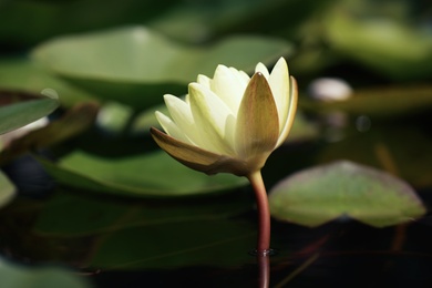 Beautiful white lotus flower and leaves in pond