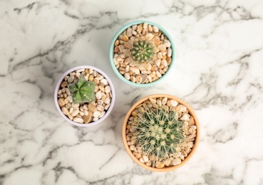 Beautiful cacti on marble background, top view