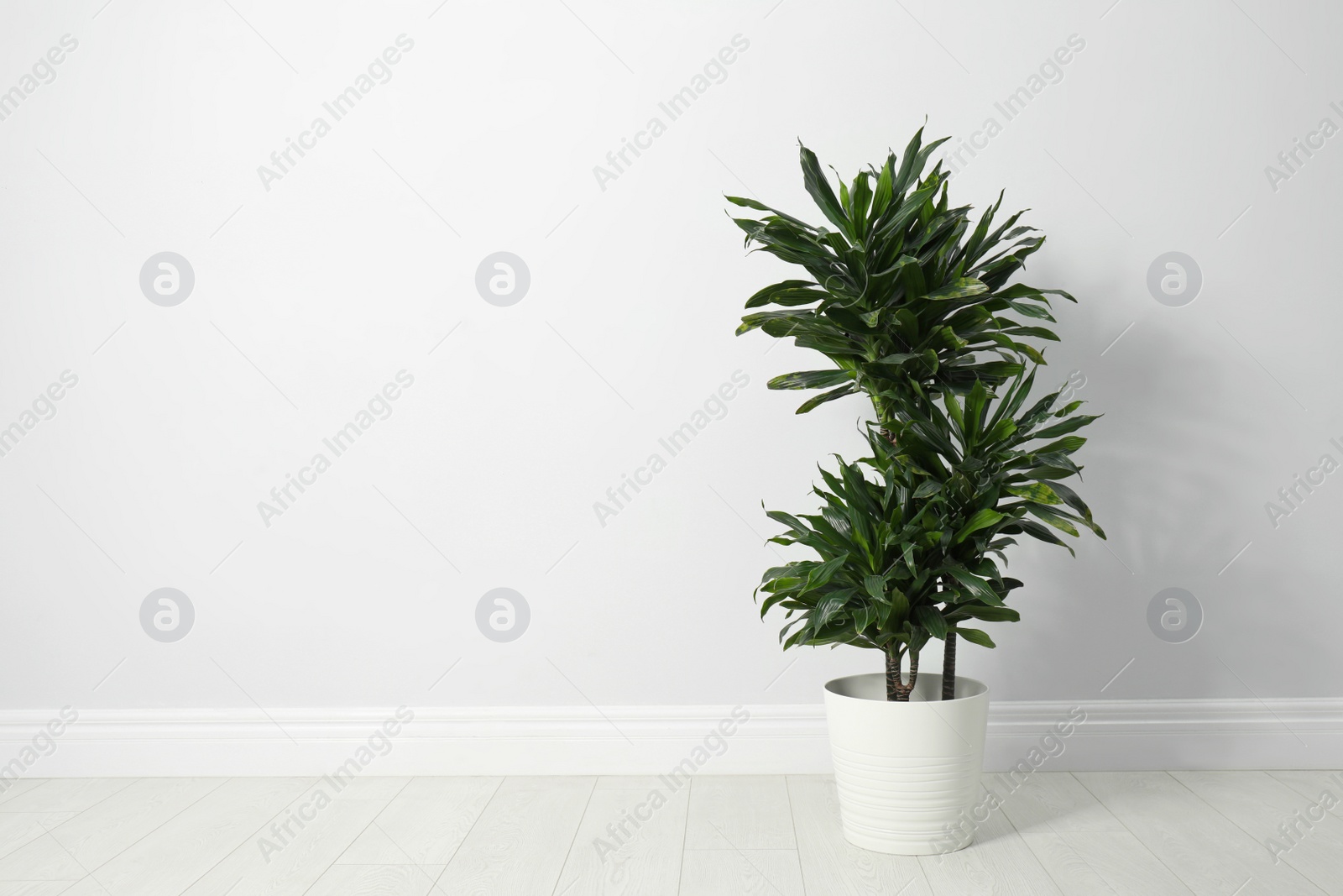 Photo of Tropical plant with lush leaves on floor near white wall. Space for text