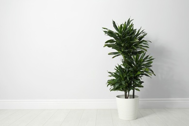 Tropical plant with lush leaves on floor near white wall. Space for text