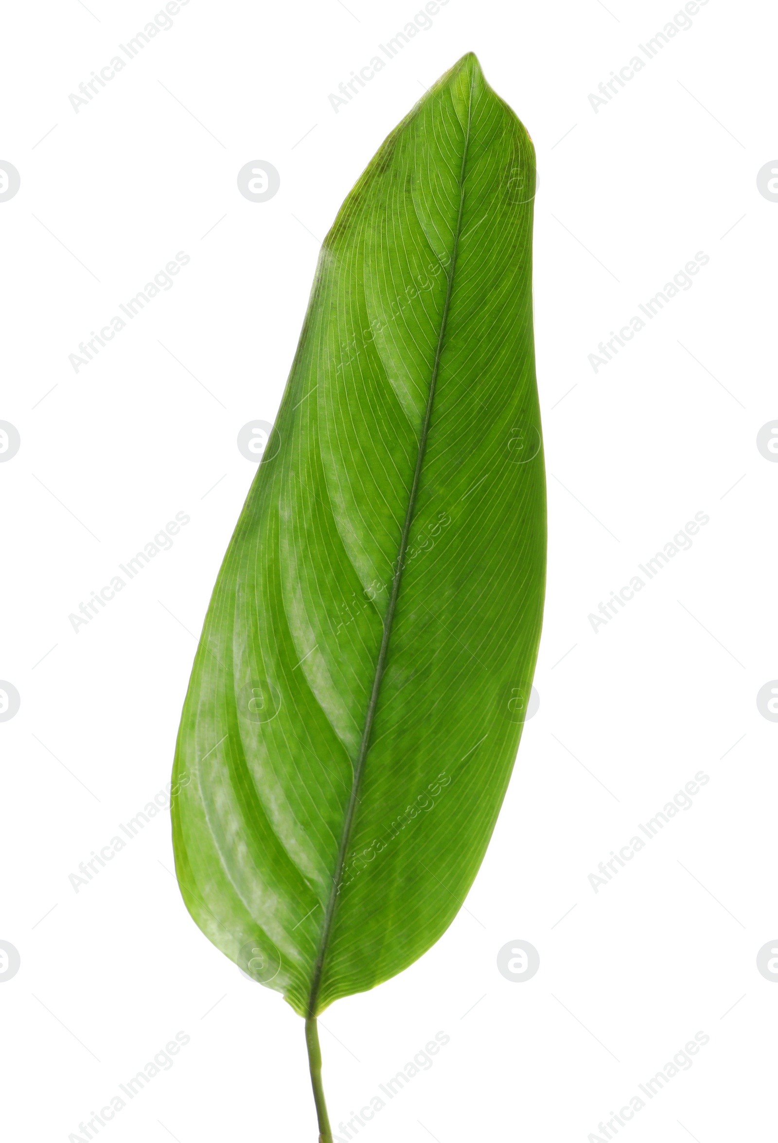 Photo of Beautiful Variegated Ginger leaf on white background