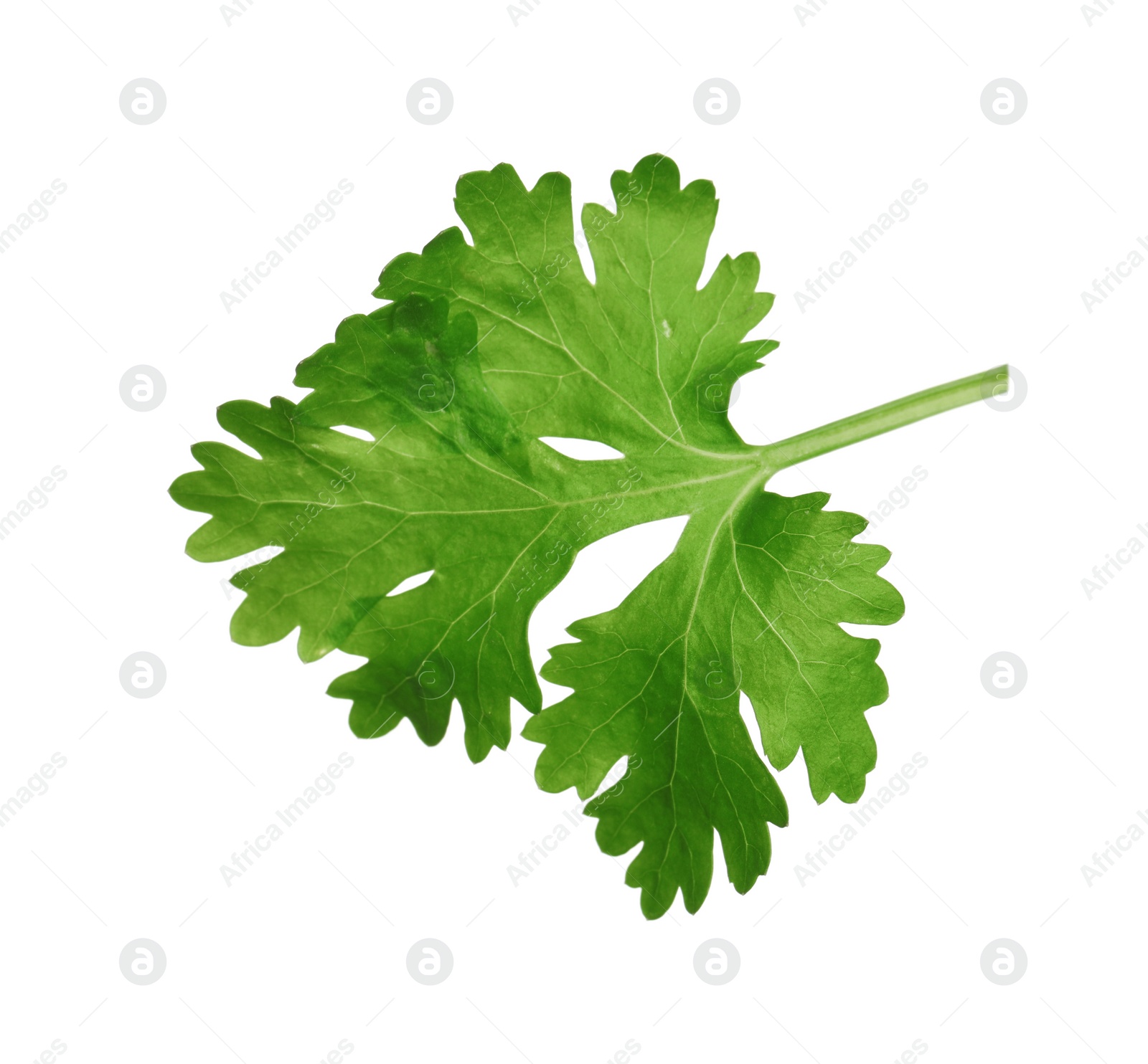 Photo of Fresh green coriander leaf isolated on white