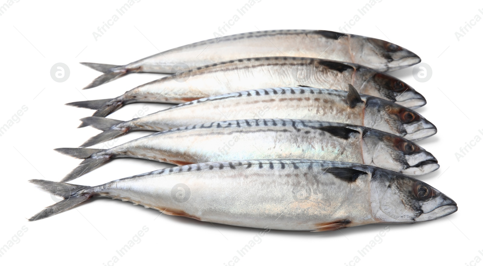 Photo of Many tasty raw mackerels isolated on white