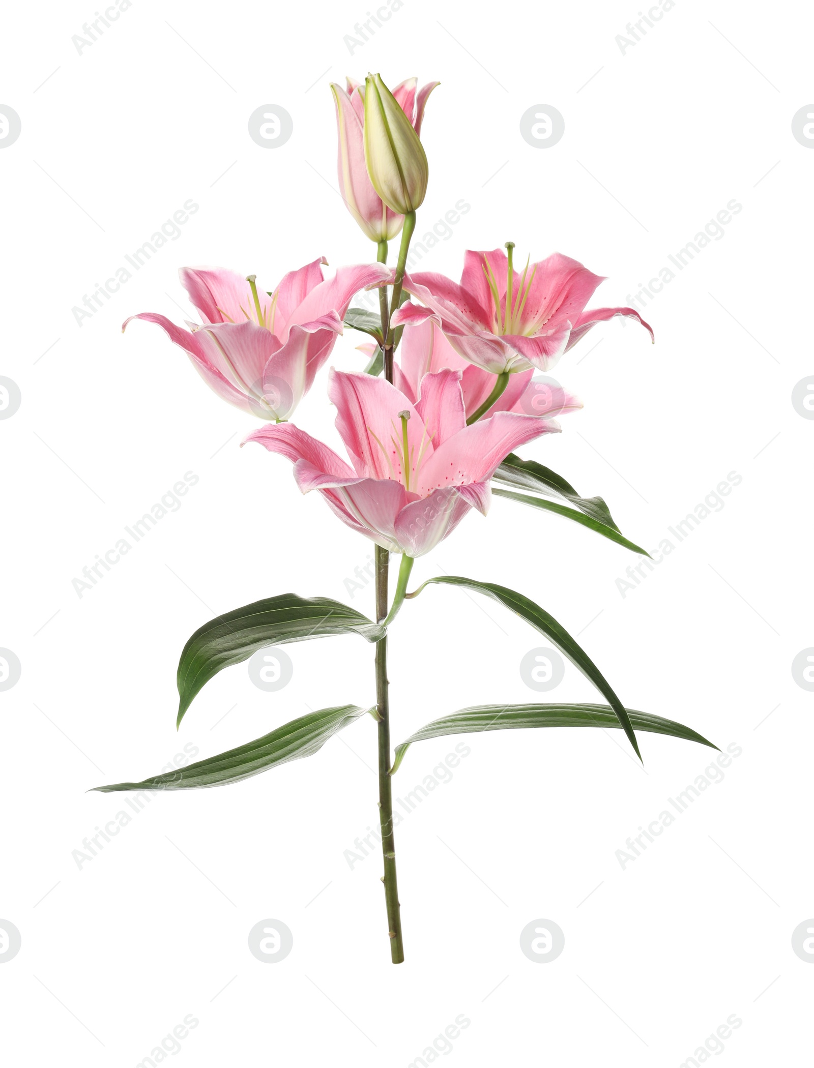 Photo of Beautiful lily plant with pink flowers isolated on white