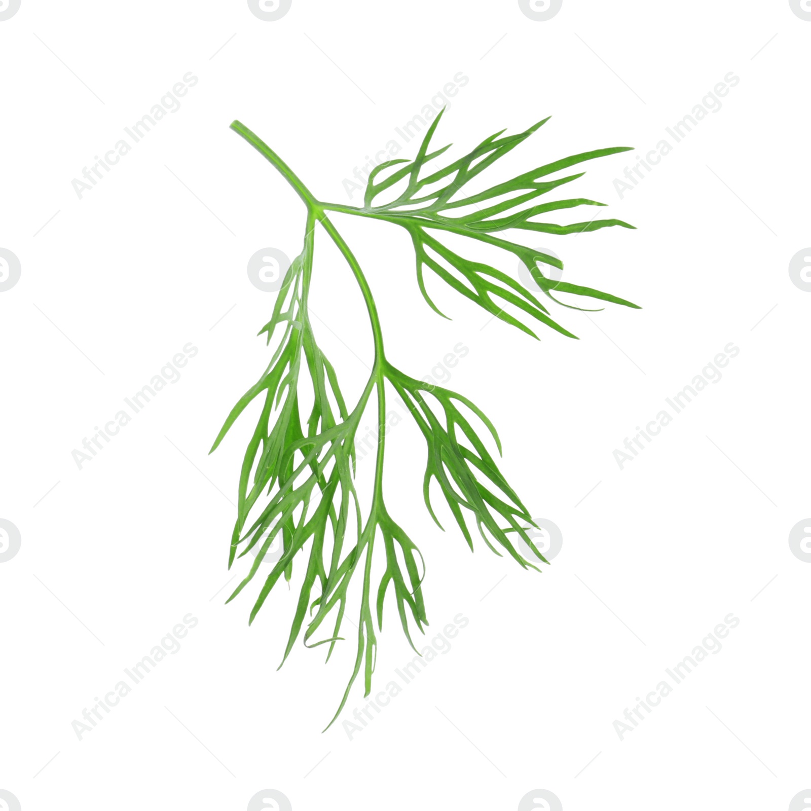 Photo of Sprig of fresh dill isolated on white