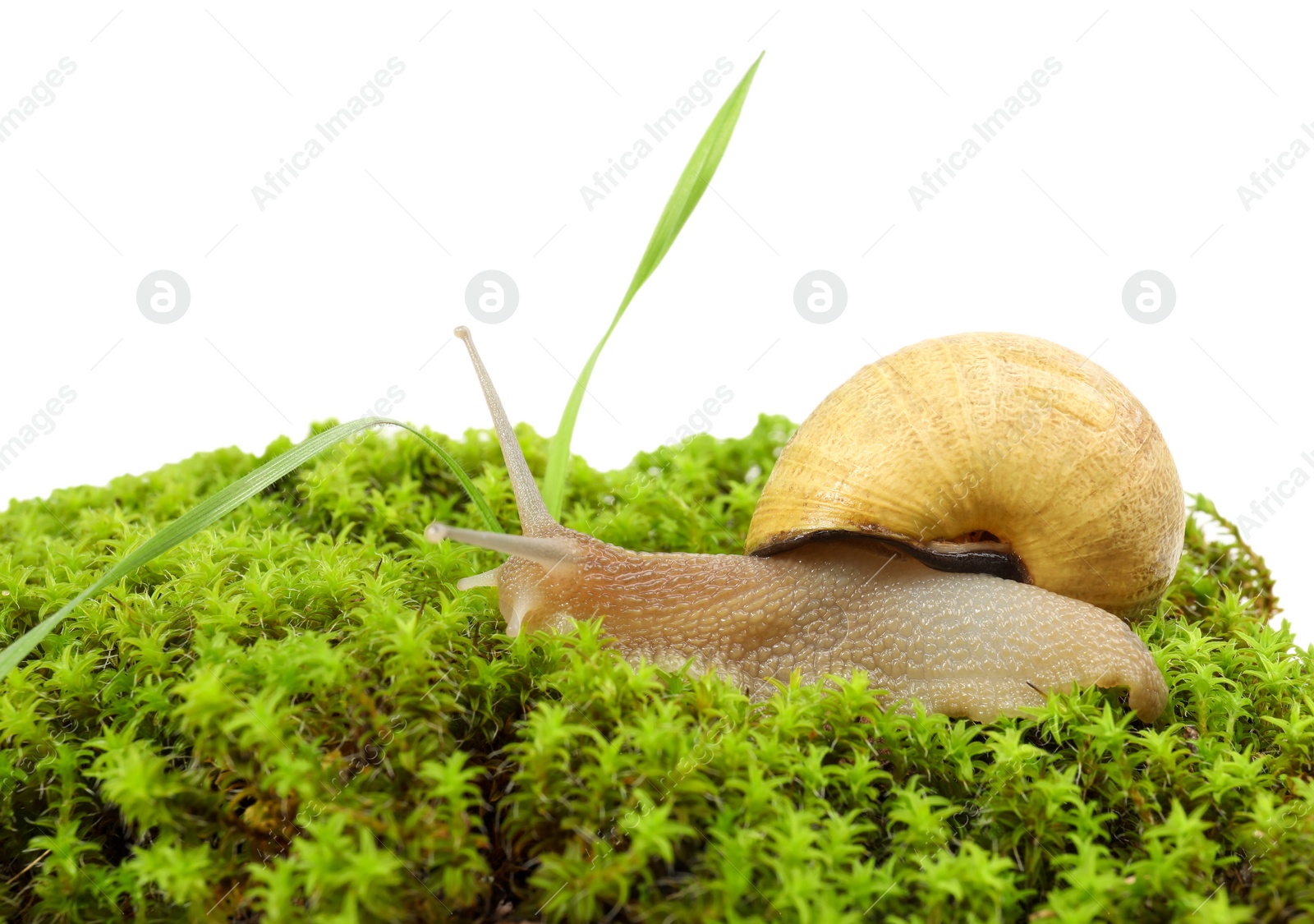 Photo of Common garden snail on green moss against white background, closeup