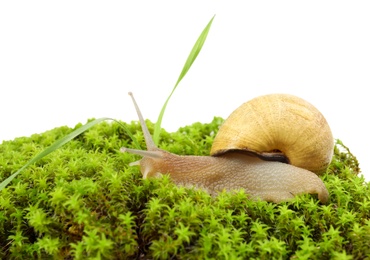 Common garden snail on green moss against white background, closeup