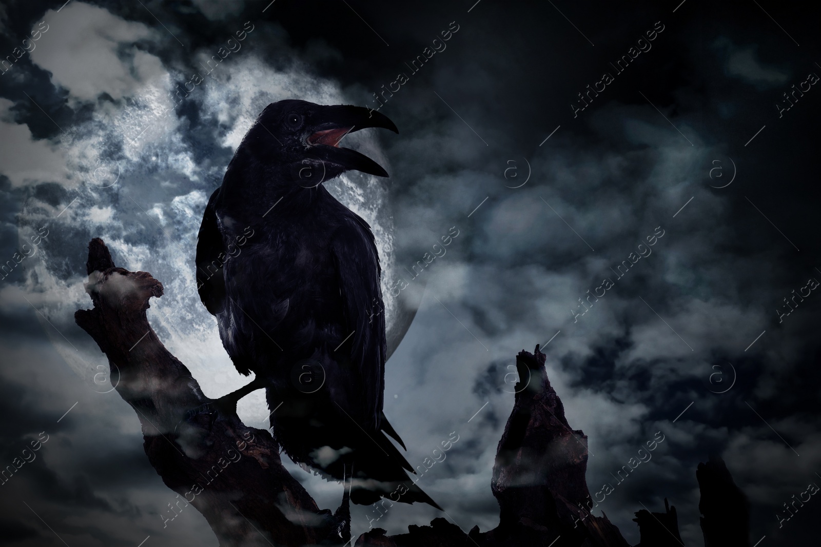 Image of Creepy black crow croaking on old tree at night