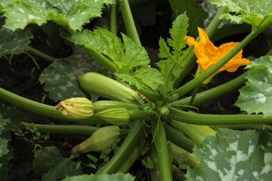 Photo of Blooming green plant with unripe zucchini growing in garden, above view