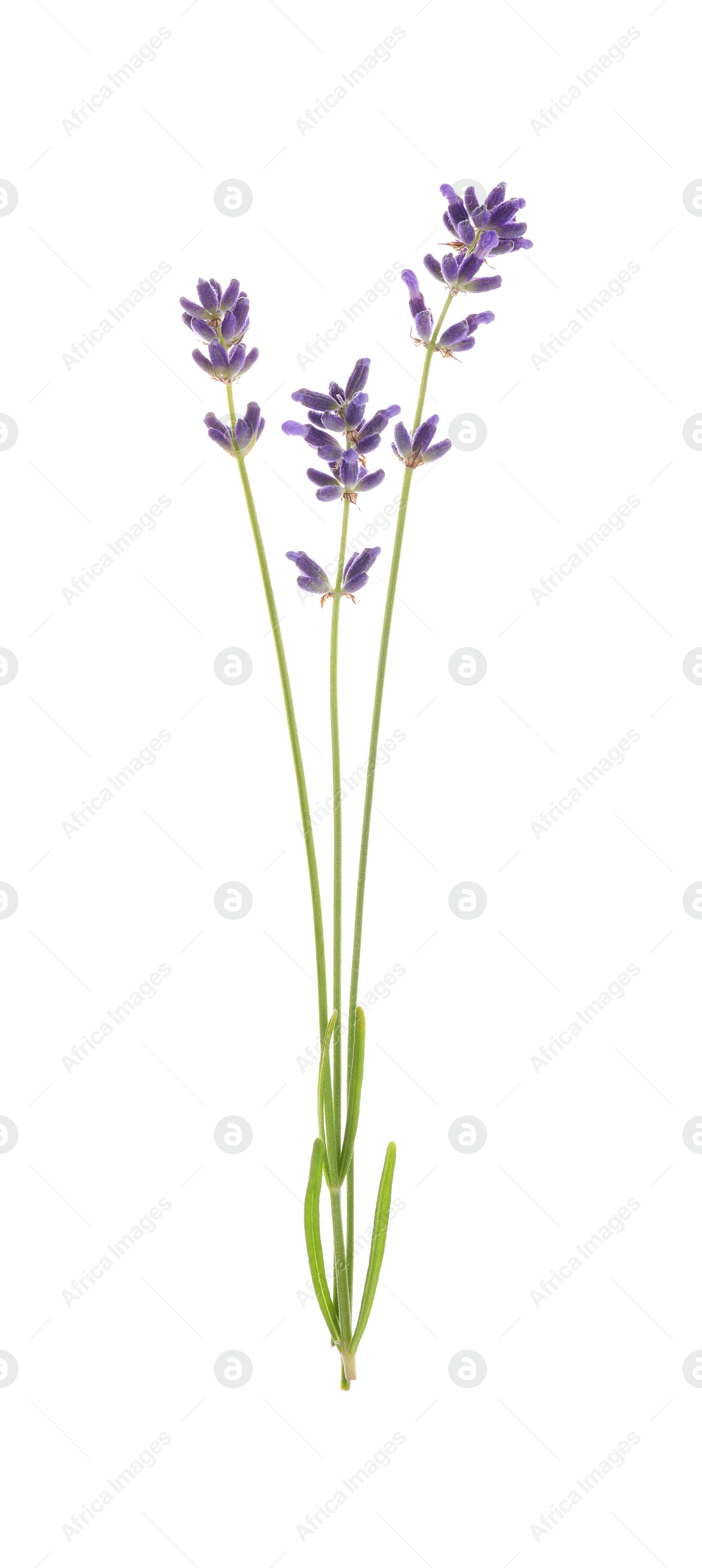 Photo of Beautiful fresh lavender flowers isolated on white