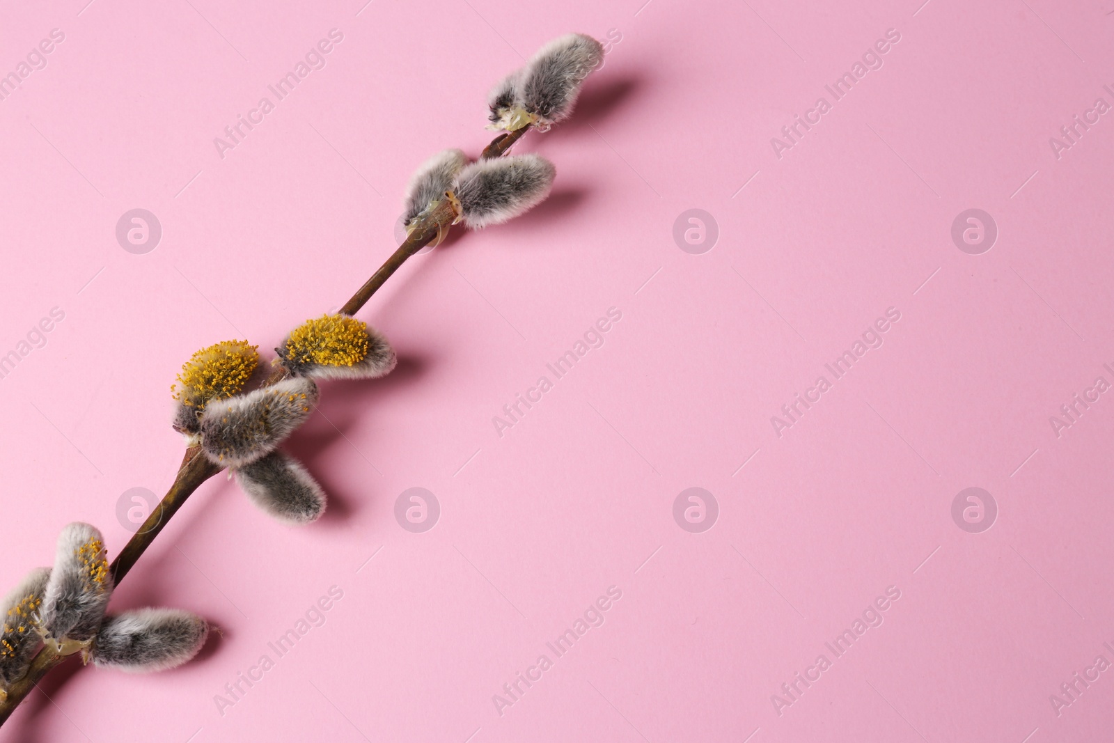 Photo of Beautiful blooming willow branches on pink background. Space for text