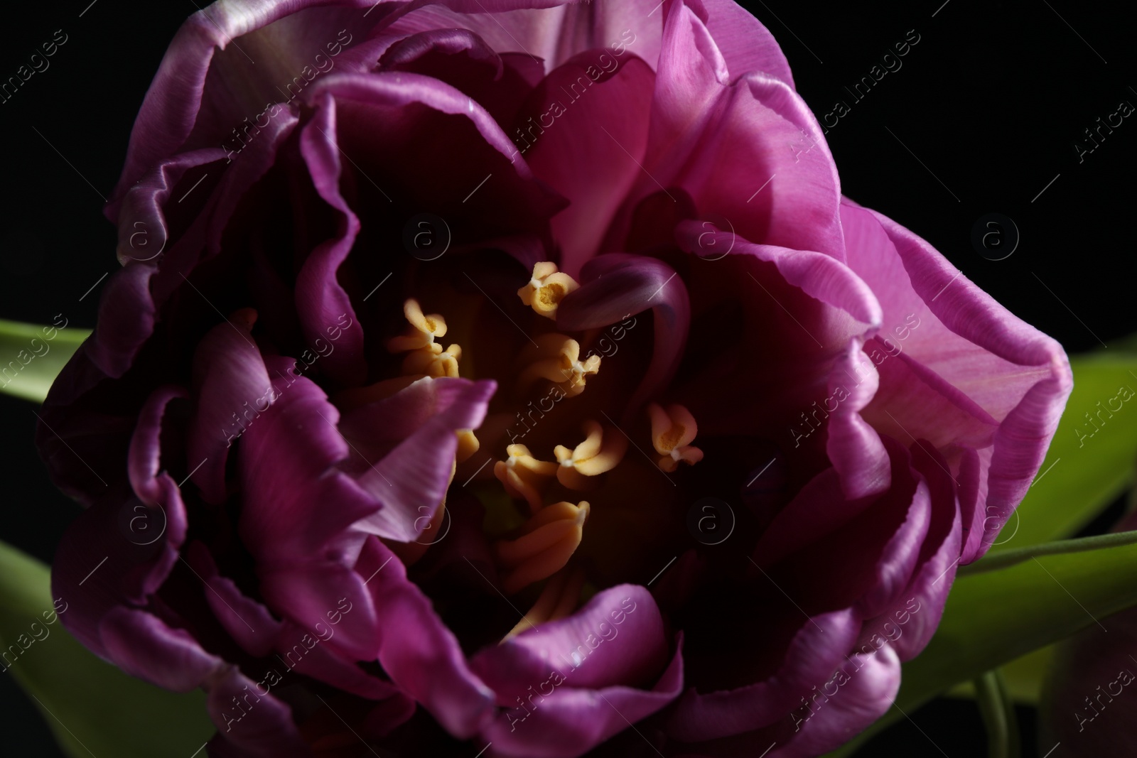 Photo of Beautiful fresh tulip on black background, closeup