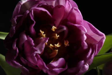 Beautiful fresh tulip on black background, closeup