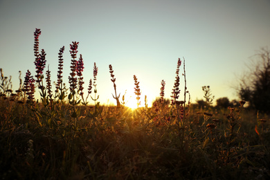 Beautiful wild flowers in field at sunrise. Early morning landscape