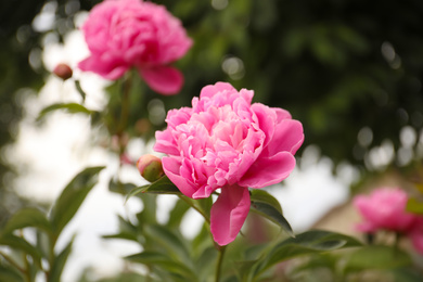 Photo of Beautiful blooming pink peony outdoors, closeup view