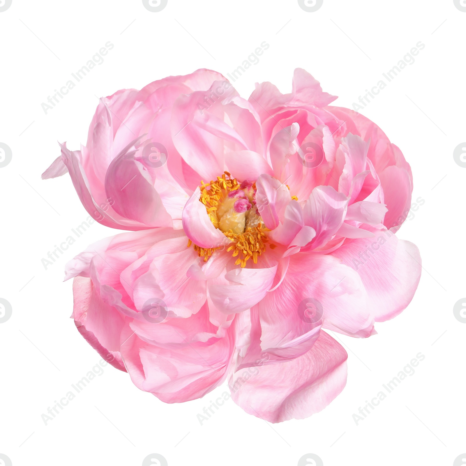 Photo of Beautiful pink peony flower isolated on white