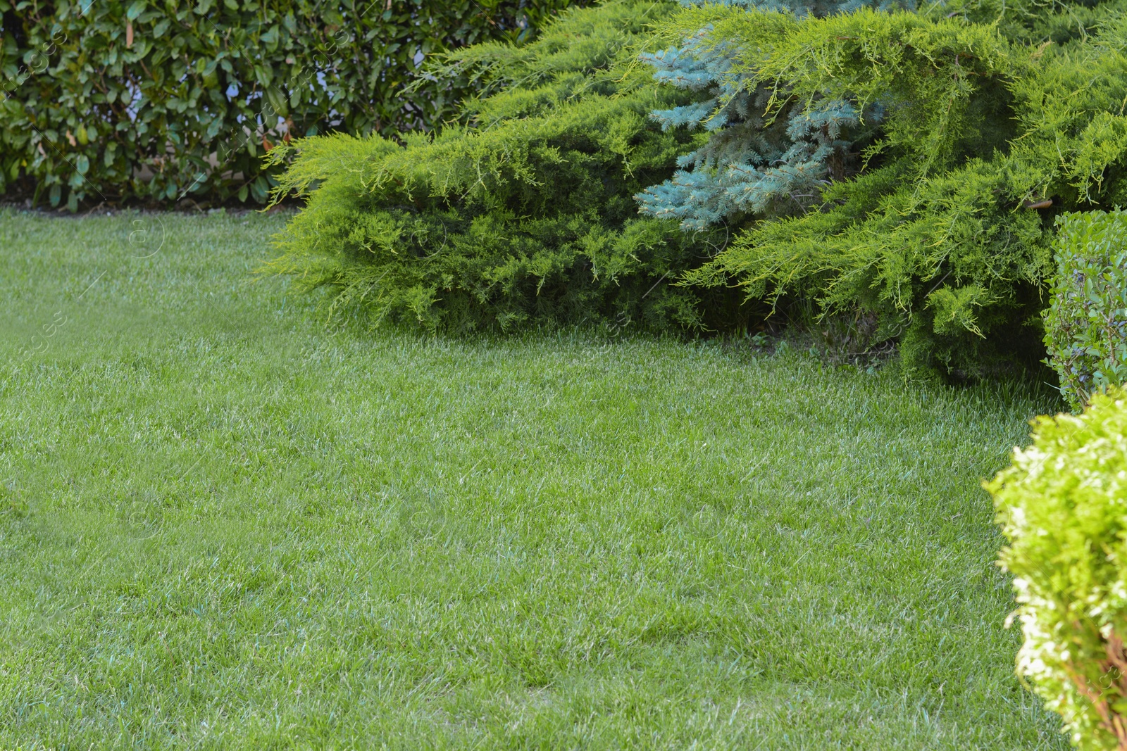 Photo of Green lawn with fresh grass, bushes and coniferous trees outdoors on spring day