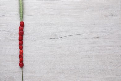 Grass stem with wild strawberries on white wooden table, top view. Space for text