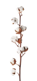 Photo of Beautiful fluffy cotton flowers on white background