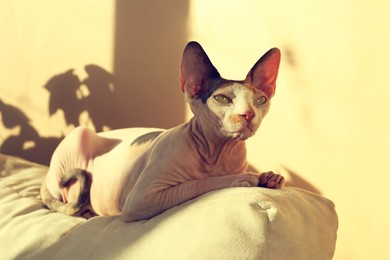 Photo of Adorable Sphynx cat on pillow at home. Lovely pet