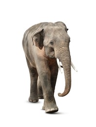 Large elephant on white background. Exotic animal 