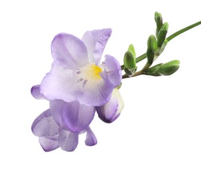 Photo of Beautiful violet freesia flower isolated on white