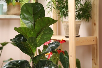 Photo of Beautiful ficus plant indoors, closeup. House decor