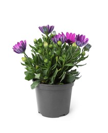 Photo of Beautiful blooming purple flower in pot isolated on white