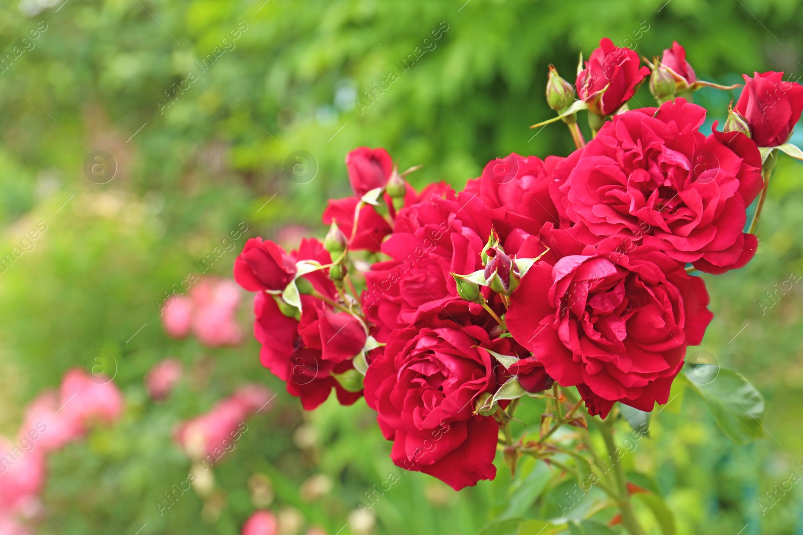 Photo of Beautiful blooming roses in green garden on summer day. Space for text